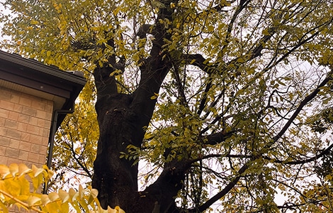 木の健康診断